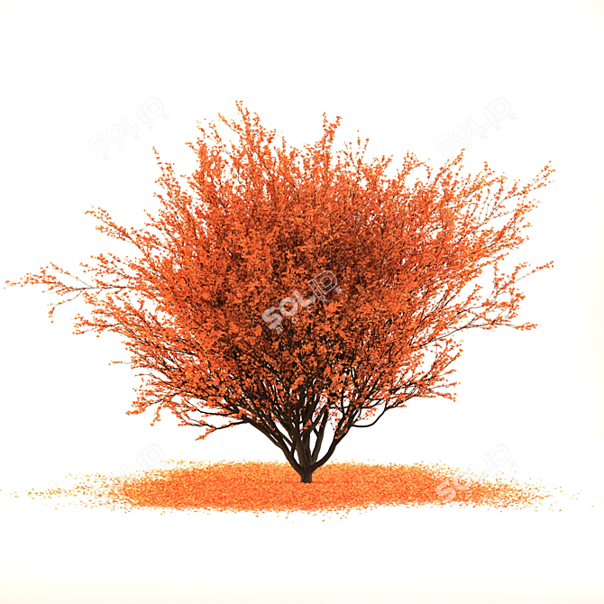 Japanese Red Maple: 2017 VRay 3D Model 3D model image 1