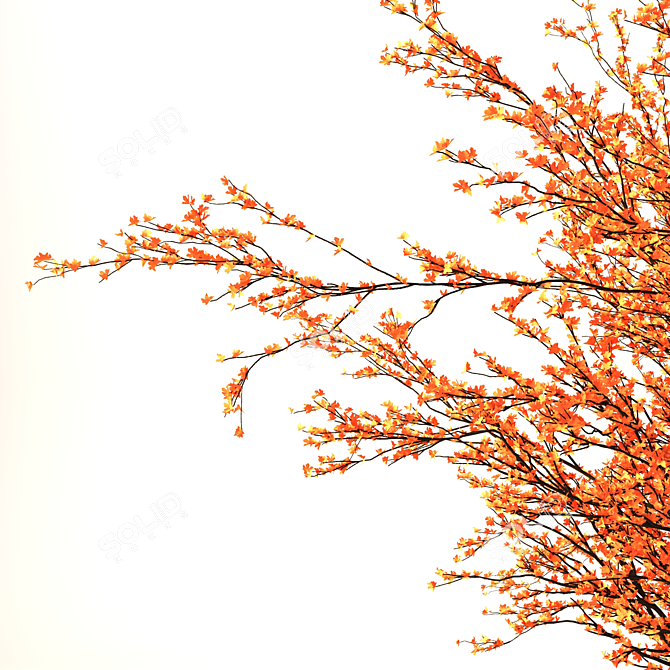 Japanese Red Maple: 2017 VRay 3D Model 3D model image 2