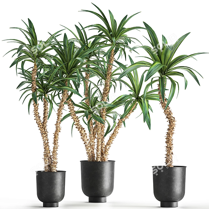 Tropical Plant Collection in Black Pots 3D model image 1