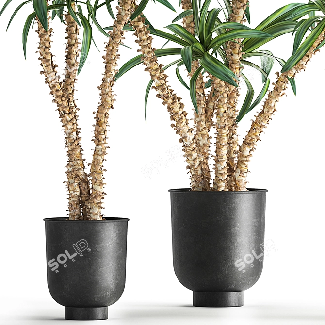 Tropical Plant Collection in Black Pots 3D model image 2