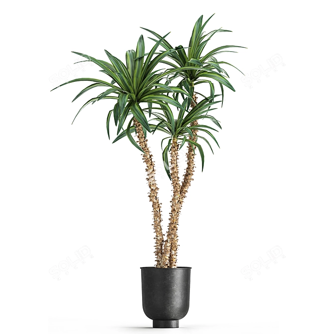Tropical Plant Collection in Black Pots 3D model image 5