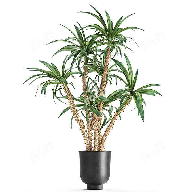 Tropical Plant Collection in Black Pots 3D model image 6