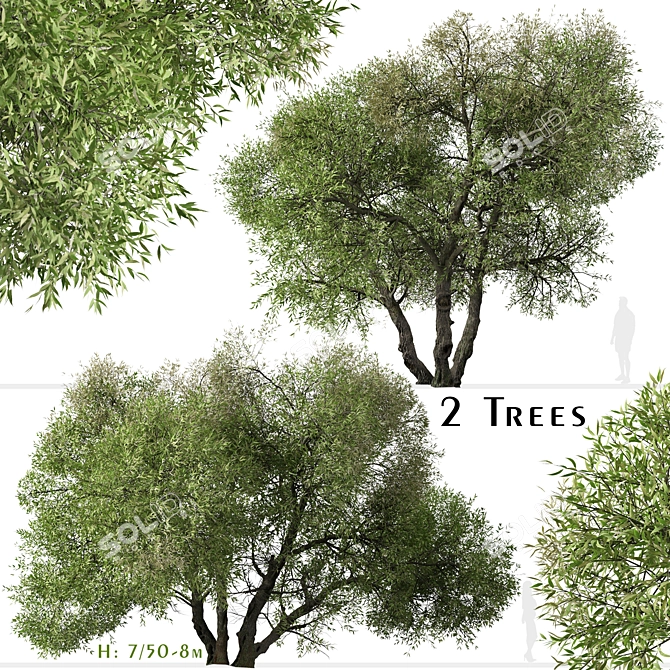 Arroyo Willow Set: 2 Salix lasiolepis Trees 3D model image 1