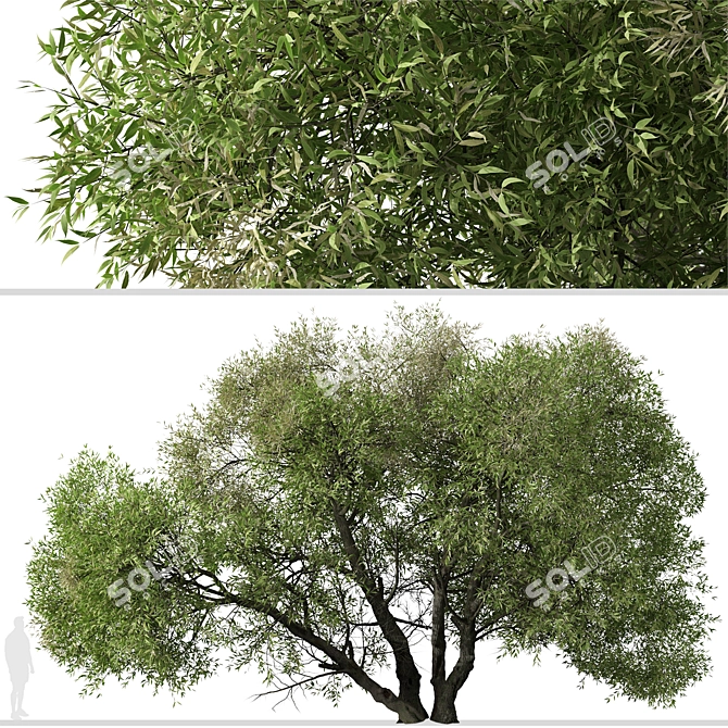 Arroyo Willow Set: 2 Salix lasiolepis Trees 3D model image 2