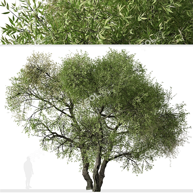 Arroyo Willow Set: 2 Salix lasiolepis Trees 3D model image 4
