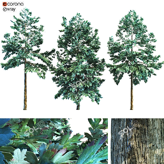 Premium Oak Tree Collection: 6 Leaf Textures 3D model image 1