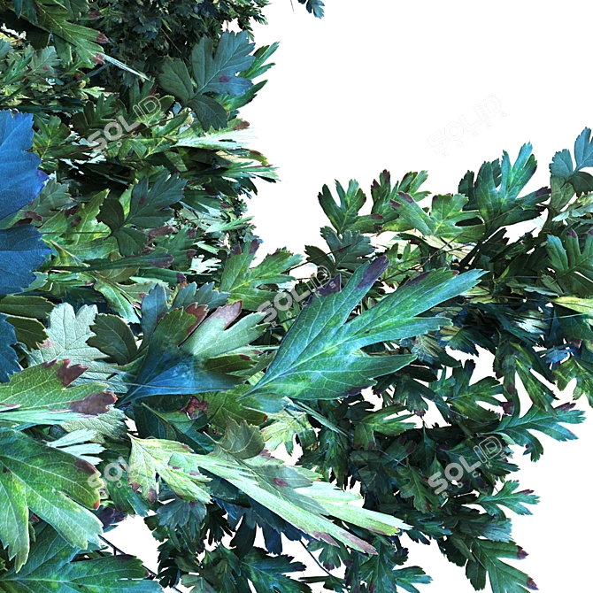 Premium Oak Tree Collection: 6 Leaf Textures 3D model image 3