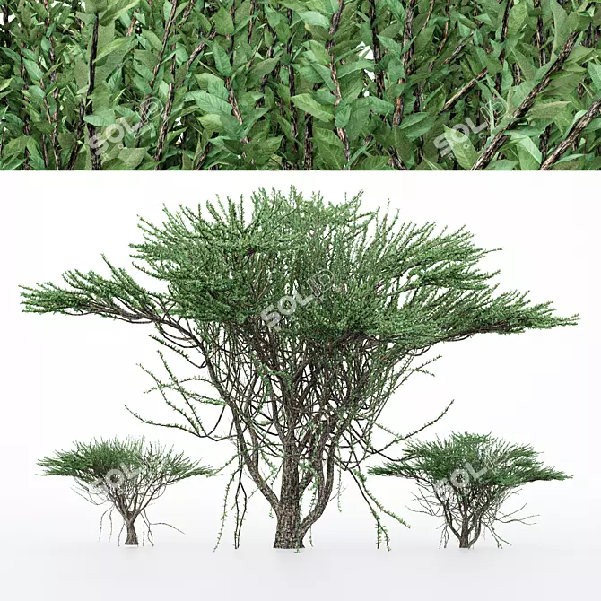 Duo Umbrella Thorn Trees 3D model image 1