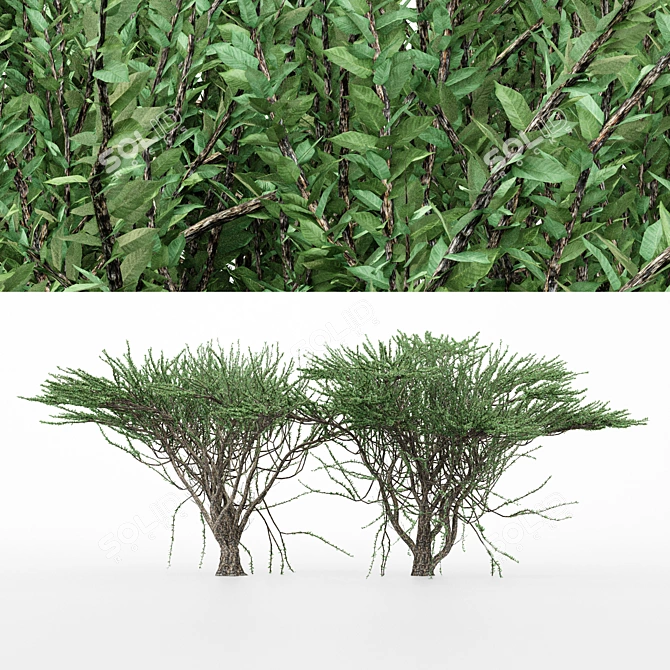 Duo Umbrella Thorn Trees 3D model image 2