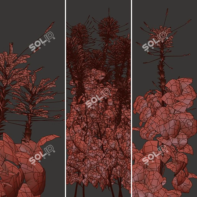 Pink Spiny Spider Flowers (2 Plants) 3D model image 1