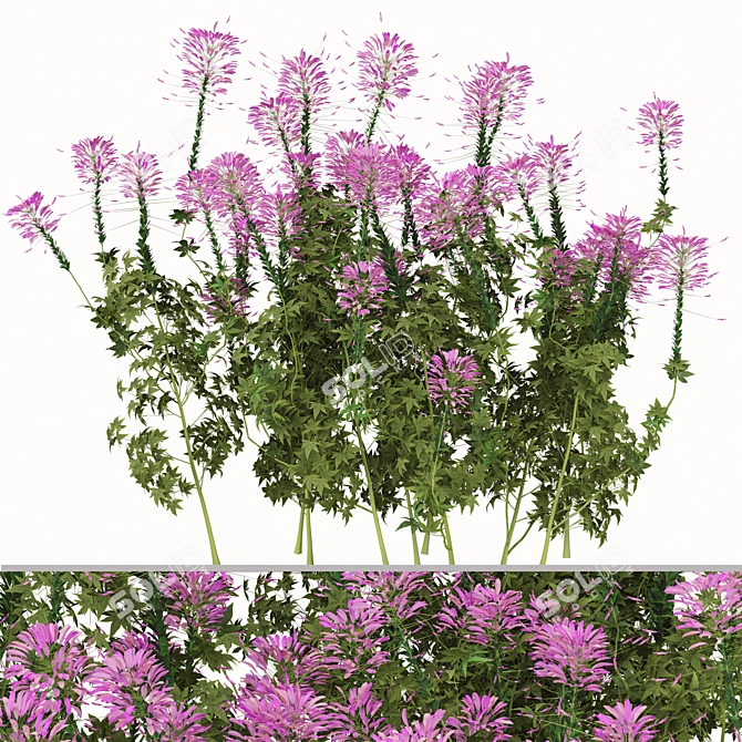 Pink Spiny Spider Flowers (2 Plants) 3D model image 2