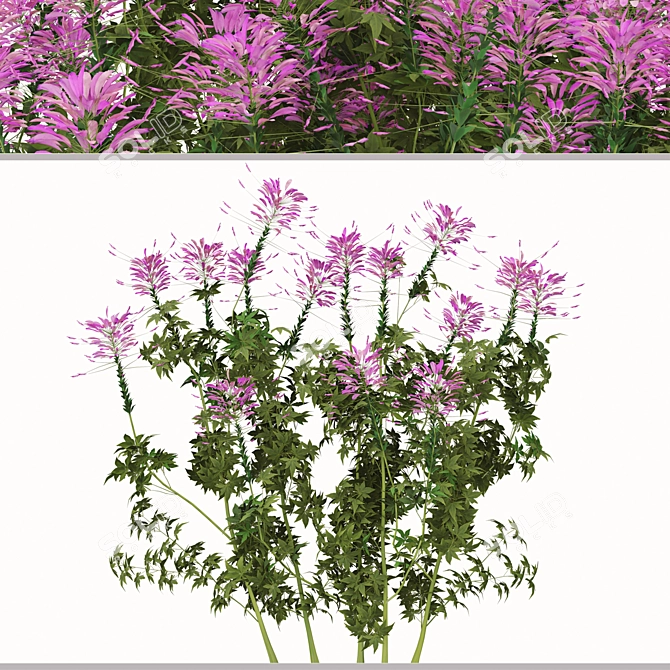 Pink Spiny Spider Flowers (2 Plants) 3D model image 3