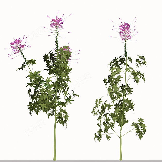 Pink Spiny Spider Flowers (2 Plants) 3D model image 4