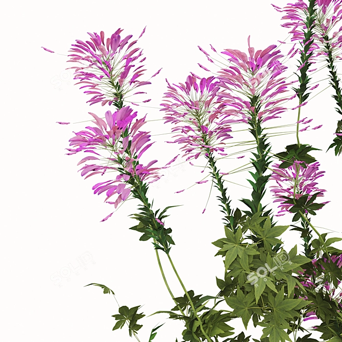 Pink Spiny Spider Flowers (2 Plants) 3D model image 5