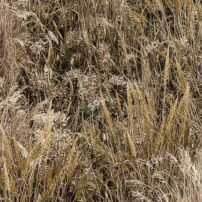 Natural Wild Grass Dried & Wheat 3D model image 4
