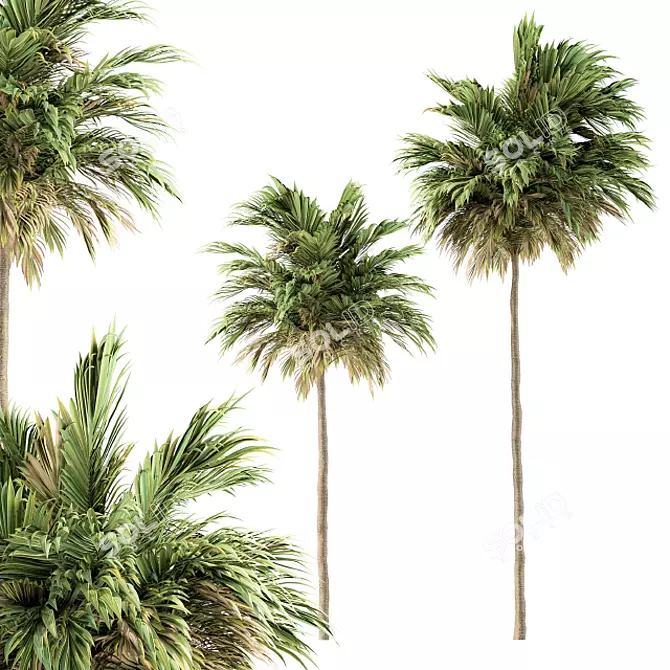 Green Palm Tree Set - Two Sizes 3D model image 1