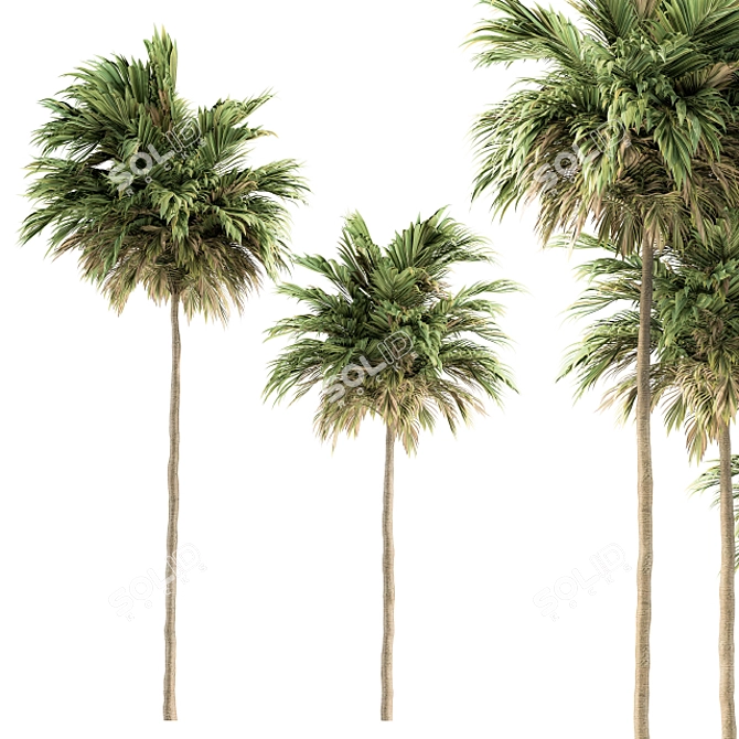 Green Palm Tree Set - Two Sizes 3D model image 2
