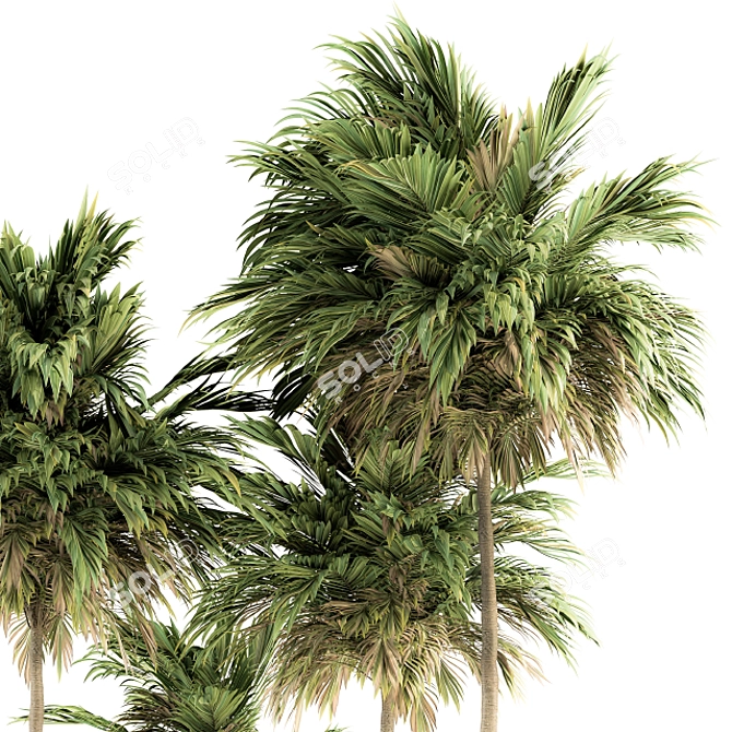 Green Palm Tree Set - Two Sizes 3D model image 4