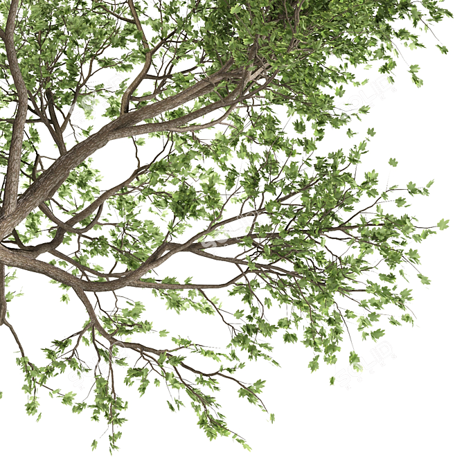 Maple Tree: Acer Genus, 132 Species 3D model image 2