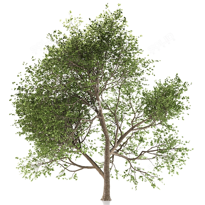 Maple Tree: Acer Genus, 132 Species 3D model image 3