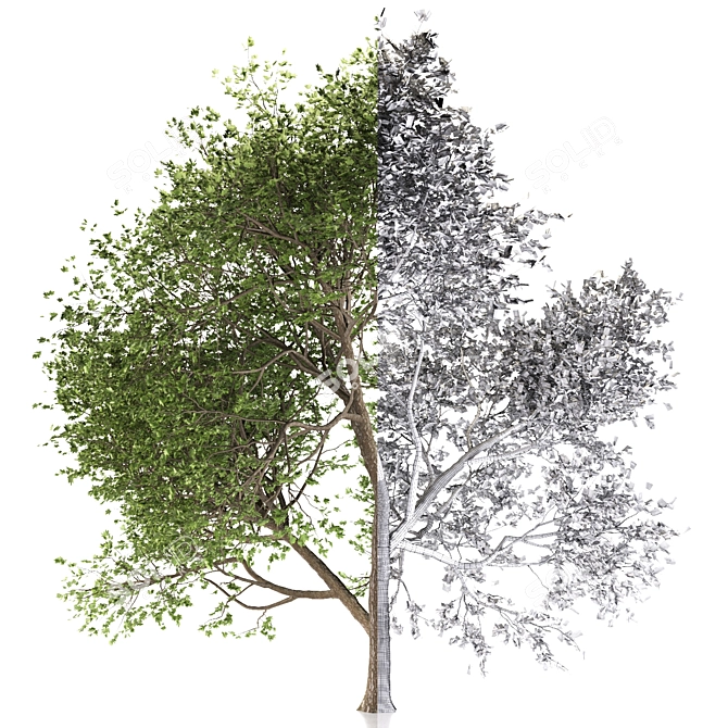 Maple Tree: Acer Genus, 132 Species 3D model image 5