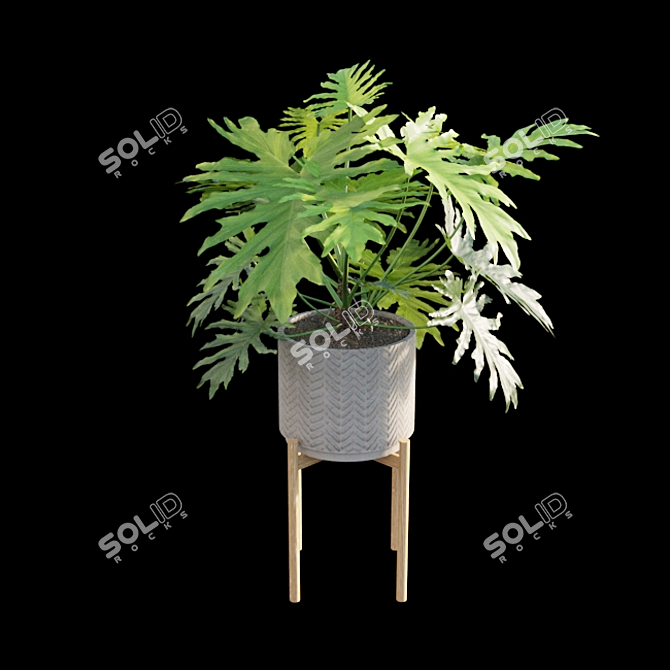 Philodendron Selloum Split: Exquisite Indoor Plant 3D model image 7