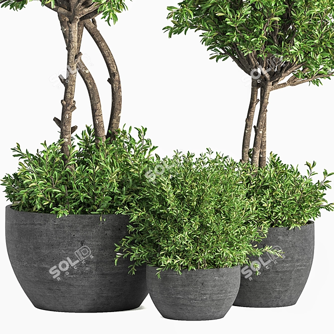 Evergreen Indoor Plant Set 41 3D model image 3