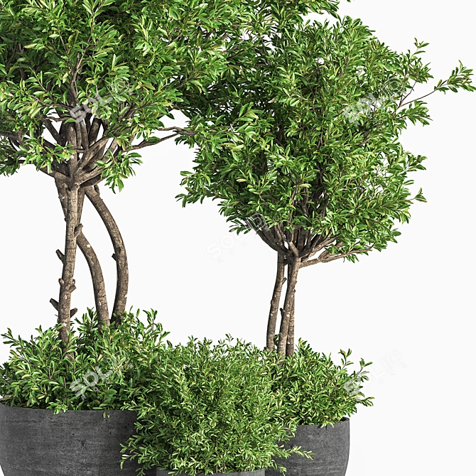 Evergreen Indoor Plant Set 41 3D model image 4