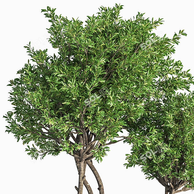 Evergreen Indoor Plant Set 41 3D model image 5