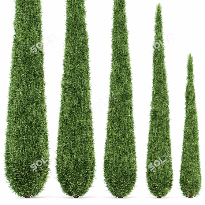 Italian Cypress: Tall, Stunning, Timeless 3D model image 2