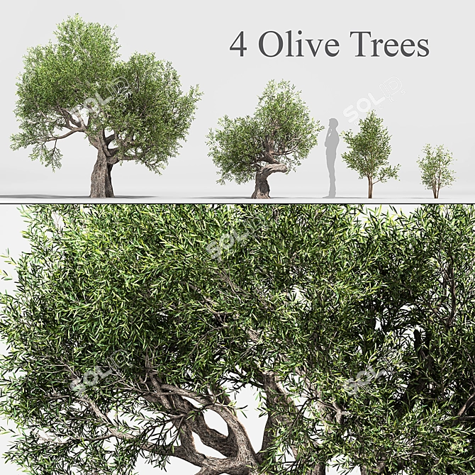 Green Oasis: Olive Tree Collection 3D model image 1