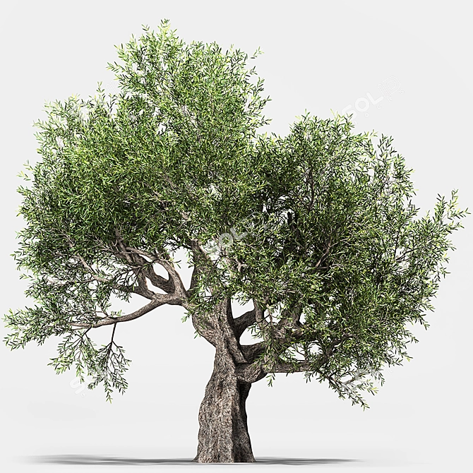 Green Oasis: Olive Tree Collection 3D model image 2