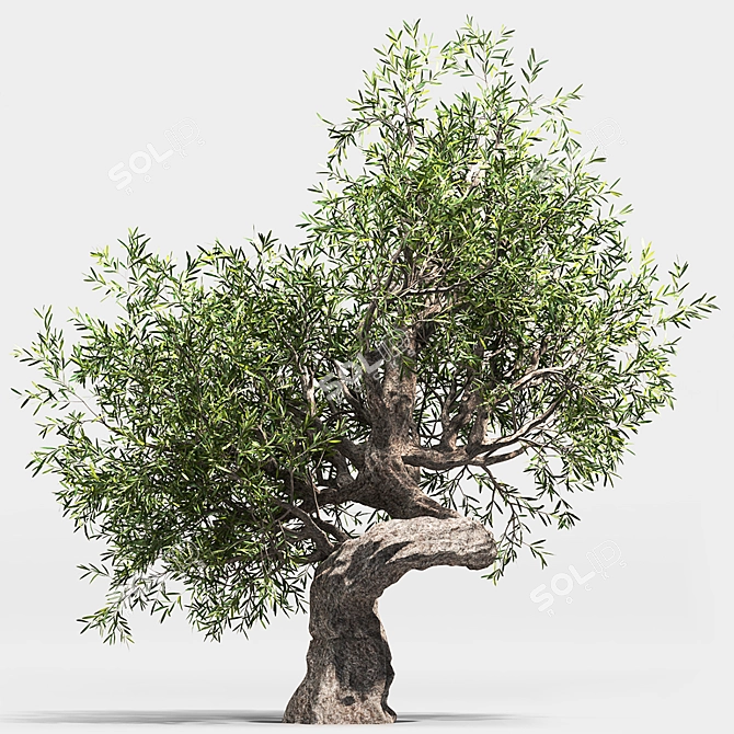 Green Oasis: Olive Tree Collection 3D model image 3