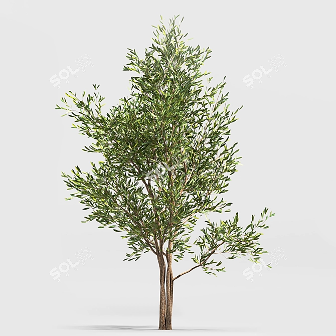 Green Oasis: Olive Tree Collection 3D model image 4