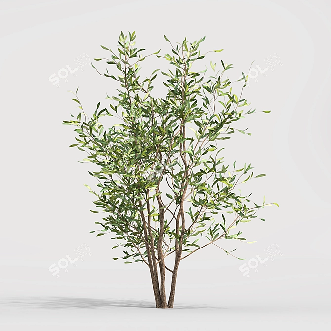 Green Oasis: Olive Tree Collection 3D model image 5