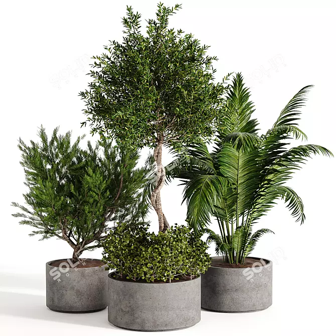 Diverse Outdoor & Indoor Plant Collection 3D model image 1