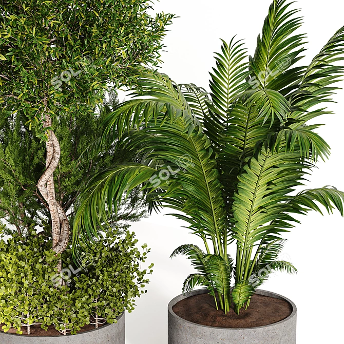 Diverse Outdoor & Indoor Plant Collection 3D model image 2