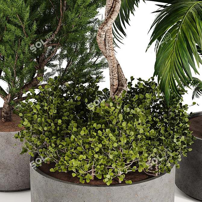 Diverse Outdoor & Indoor Plant Collection 3D model image 4