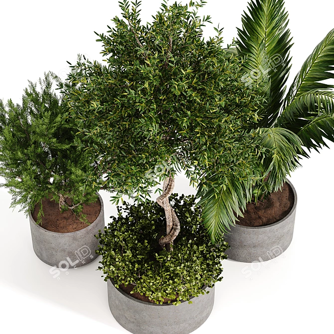 Diverse Outdoor & Indoor Plant Collection 3D model image 5