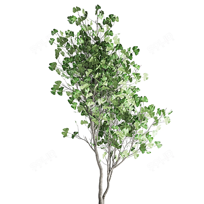 Ginkgo Biloba Tree: Exotic Plant Collection 3D model image 3