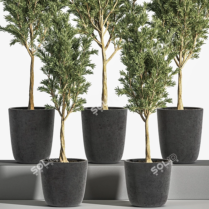 Olive Indoor Plant Set 3D model image 2