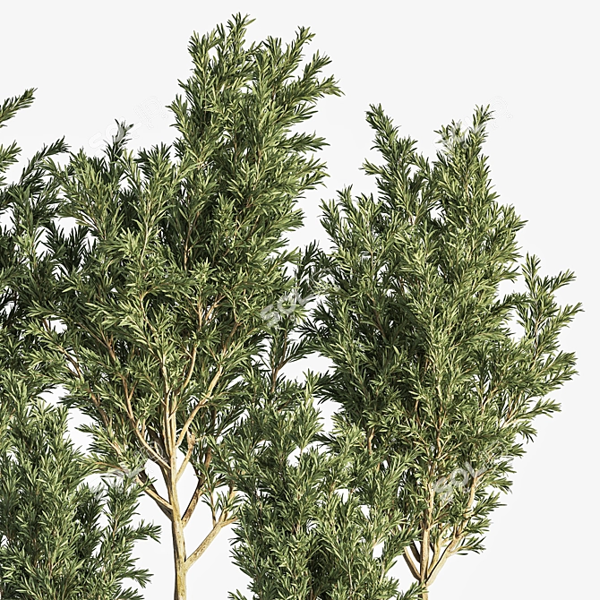 Olive Indoor Plant Set 3D model image 3