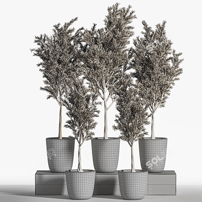 Olive Indoor Plant Set 3D model image 5