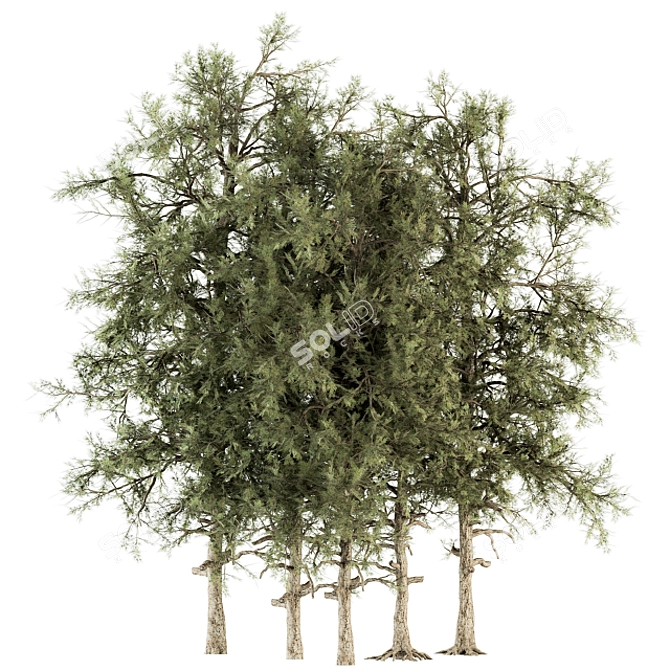 Title: Evergreen Bliss - Complete Pine Set 3D model image 1