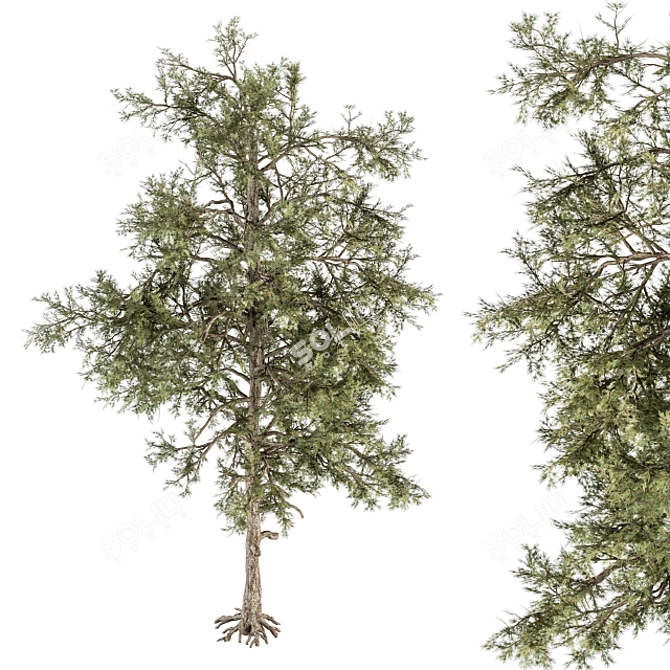 Title: Evergreen Bliss - Complete Pine Set 3D model image 4