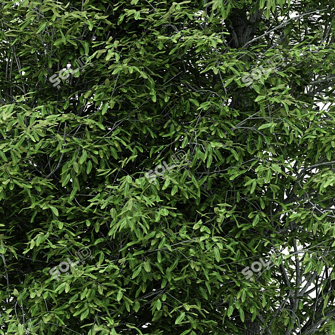 Dual Height Tree: Shingle Oak 3D model image 2