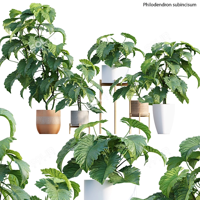 Tropical Archive: Philodendron Subincisum 3D model image 1