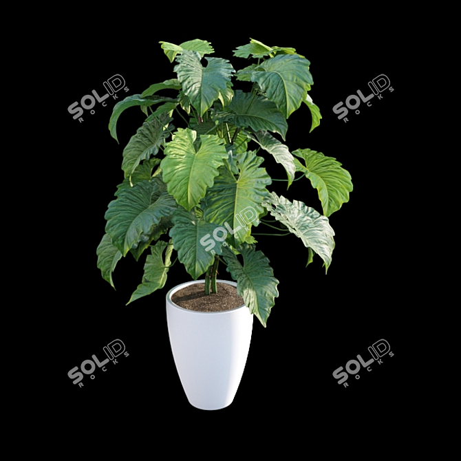 Tropical Archive: Philodendron Subincisum 3D model image 2