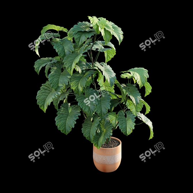 Tropical Archive: Philodendron Subincisum 3D model image 3