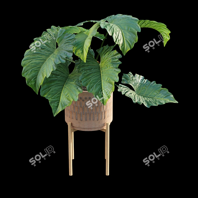 Tropical Archive: Philodendron Subincisum 3D model image 4